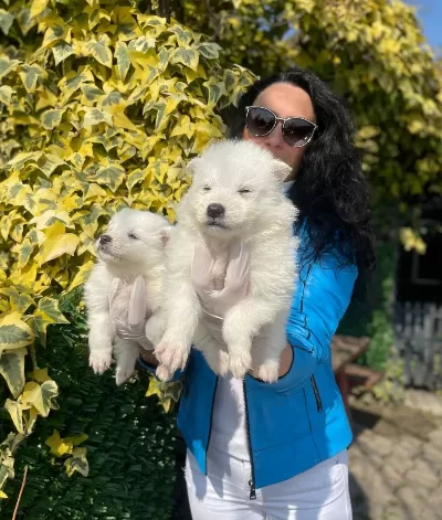 Samoyed Yavrularım Sağlık Ve Irk Garantilidir