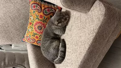 7 Aylık Scottish Fold Ücretsiz Aile