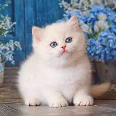 Kar Beyaz Silver British Shorthair
