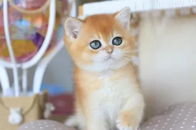 Bebeksi Golden British Shorthair