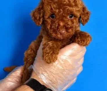 Red Browne Toy Poodle Bebekleri̇mi̇z