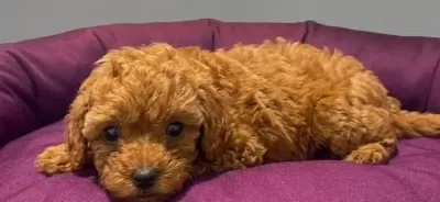 Toy Poodle Yavru Vonalp Petshop Garantisiyle