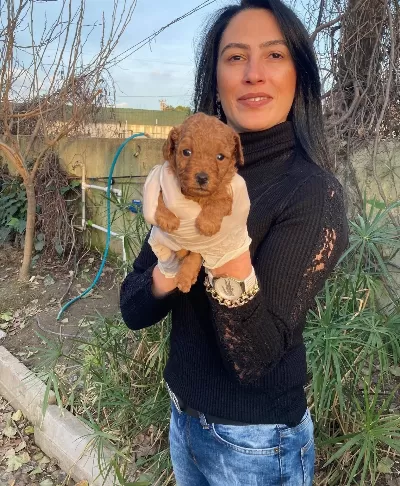 Poddle Yavrularım Sağlık Ve Irk Garantilidir