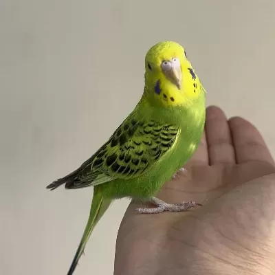 Bebek Muhabbet Kuşu Yeni Yeme Düşmüş Gönderim Vardir