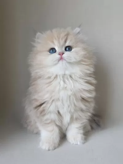 Dünya Güzeli Ay Golden British Longhair