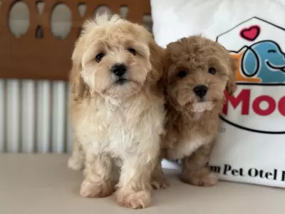 En Güzel Mini Boy Maltipoo Lar Ziyarete Açık