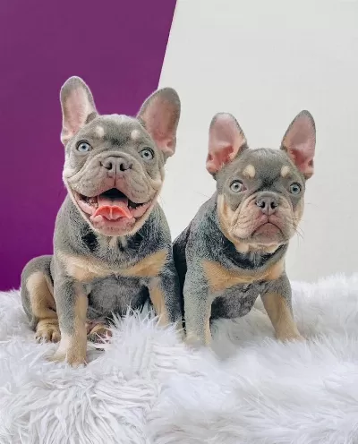 Exotic French Bulldog Yavrulari
