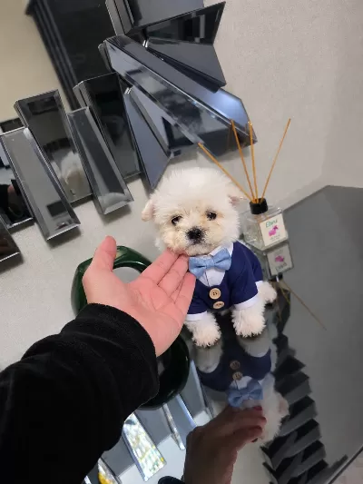 Kore maltese minnaklarım