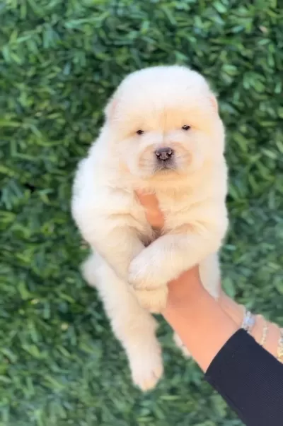Harika Güzellikte Chow Chow Yavrular