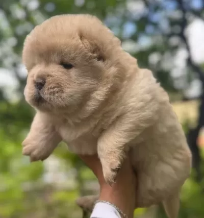 Chow Chow Bebekler