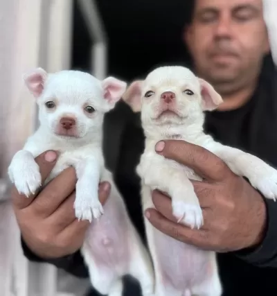 Mükemmel Kaliteli Chihuahua Şivava Bebekler
