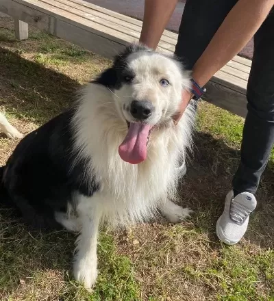 Border Collie Bebekler