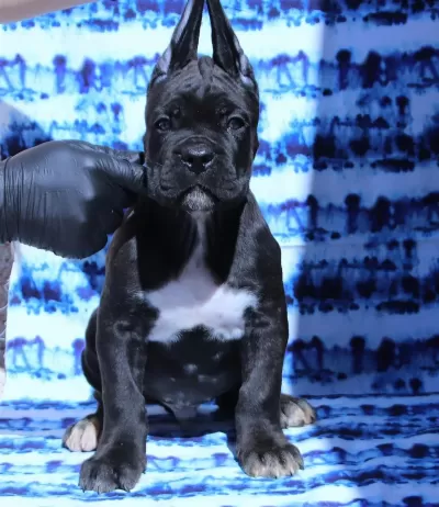 Fci-kif Secereli Safkan Cane Corso Köpekler