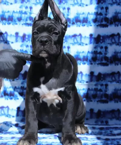 Fci-kif Secereli Safkan Cane Corso Yavrular