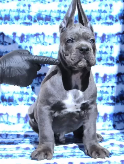 Fci-kif Secereli Safkan Cane Corso Yavrular