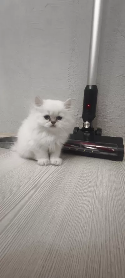 A Kalite British Longhair