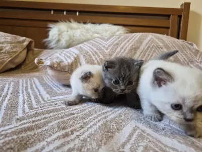 Blue Point Ve British Shorthair Yavrularimiz Yuva Ariyor