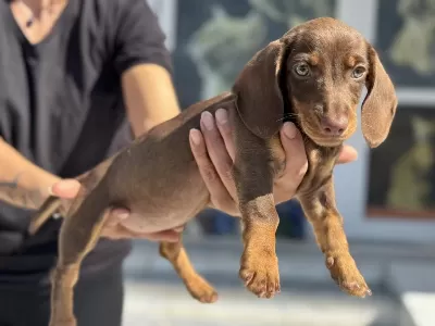 Petmode Köpek Çiftliğinden Dachshund Yavrumuz