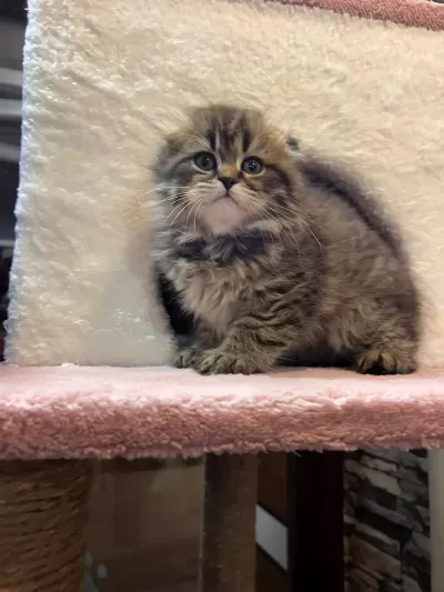 Scottish Fold Yavru Kedimiz