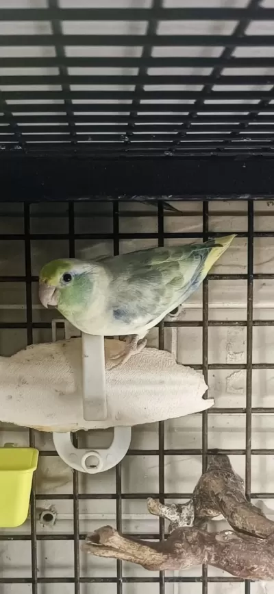 Turkuaz Pied Mutasyon Forpus
