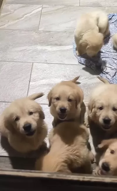 A++ Kalite Golden Retriever Yavrularimiz
