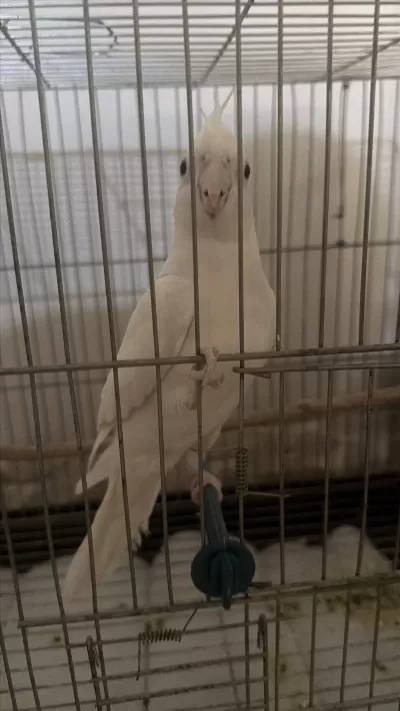 3 Aylık Erkek Sultan Papağanı