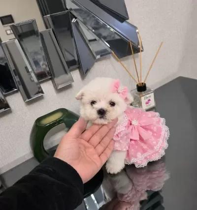 Kore Maltese Minnaklarım