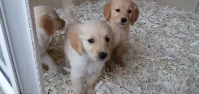 Golden Yavrulari Akkuş Üreti M Çi Ftli Ği Nden