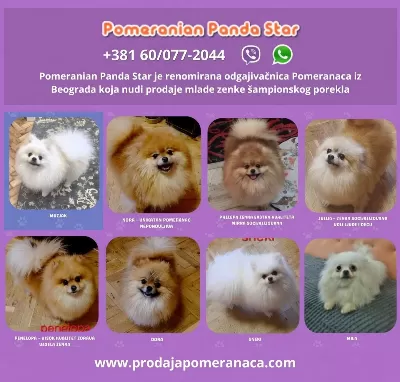 Pomeranian Yavruları Satılık