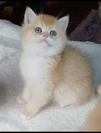 İrk Garantili Golden British Shorthair Bebekler