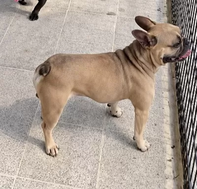 Cuzi Bir Rakama 2 Yaşinda Faun Erkek Fransiz Bulldog