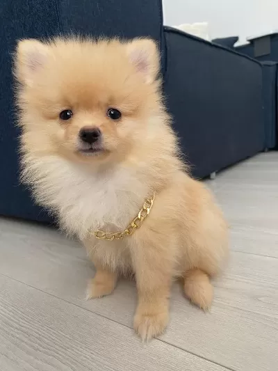 Pomeranian Boo 3 Aylık