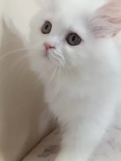 Sağlıklı 3 Aylık Erkek Yavru