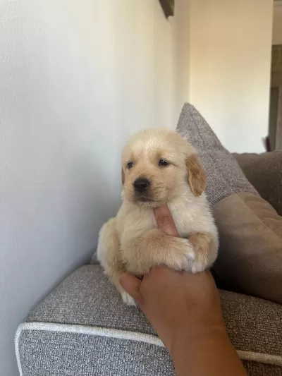 Sağlıklı Golden Retriever Yavrular