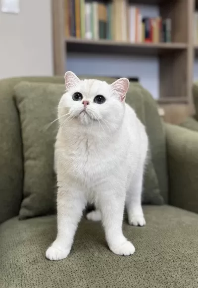 Kocaman Masmavi Gözlü Silver British Shorthair