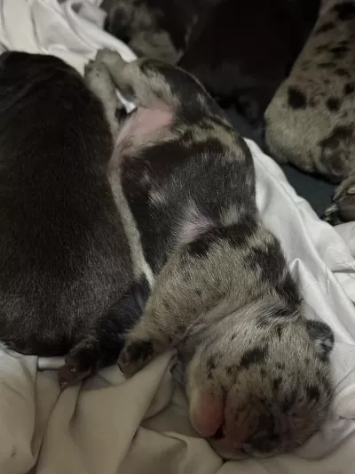 Yeni Doğum 30 Gün İçinde Teslim French Bulldog