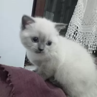 1.5 Aylık Dişi British Shorthair Yavrumuz
