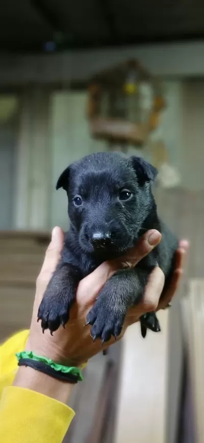 Rezerveye Acik Safkan Belçika Malinois Yavrular