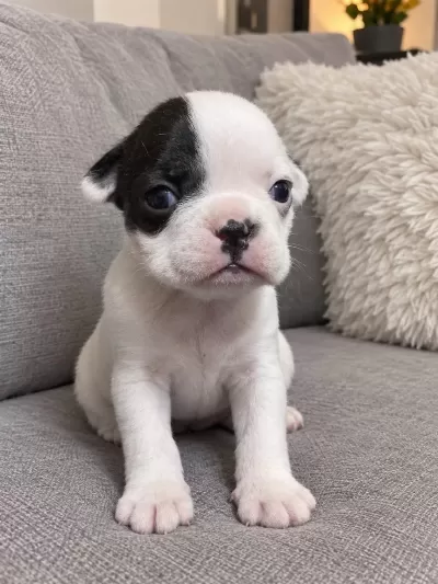 French Bulldog Yavrular İrk Sağlık Garantili
