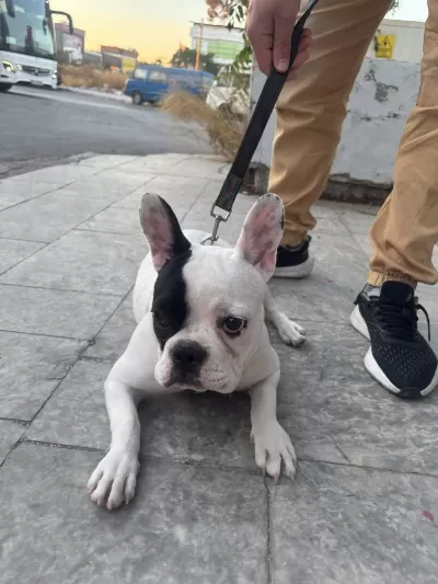 French Bulldog Yavrular İrk Sağlık Garantili