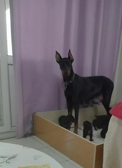 Doberman Yavrular İrk Sağlık Garantili