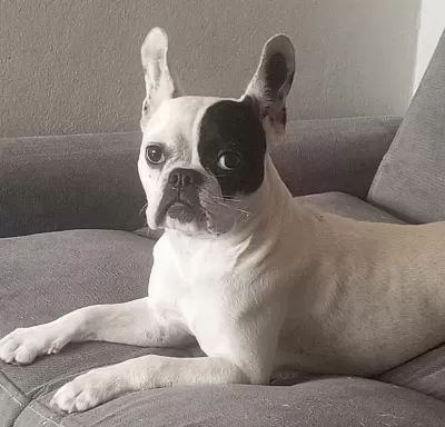 Ücretsiz Sahiplendirme French Bulldog Köpeği