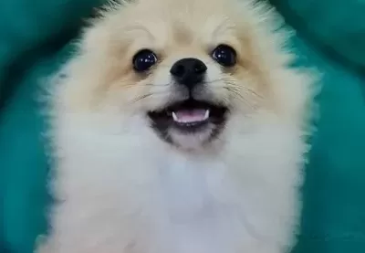 Sevimli Teacup Pomeranian Yavrularımız