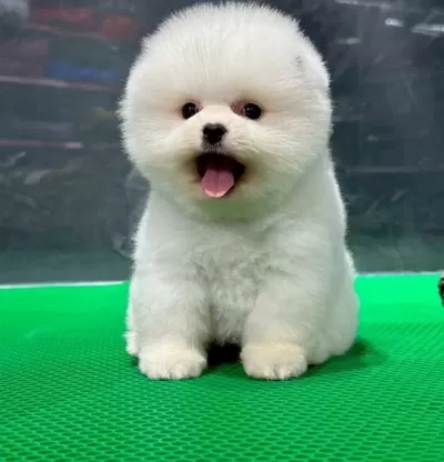 Minik Biblolar