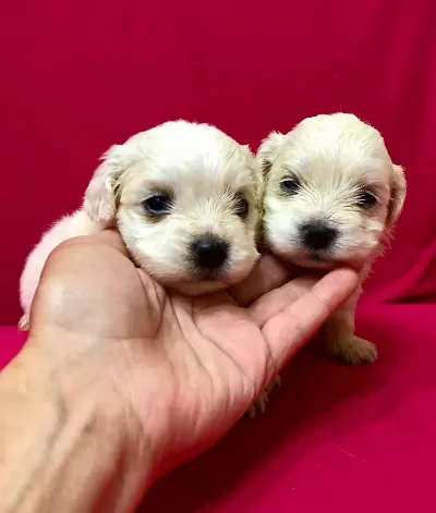 Kar Beyaz Maltese Terrier Yavrularımız
