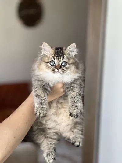 Güzel Surat British Longhair Golden Black Yavrum