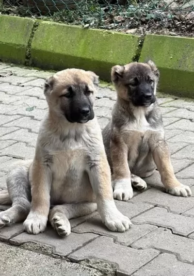 81 Ile Gönderim Var Bizden Bilgi Almadan Kimseden Almayın