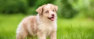 Mavi Gözlü Red Merle Border Collie Yavrular