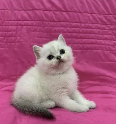 Birbirinden Güzel British Shorthair Yavrularim