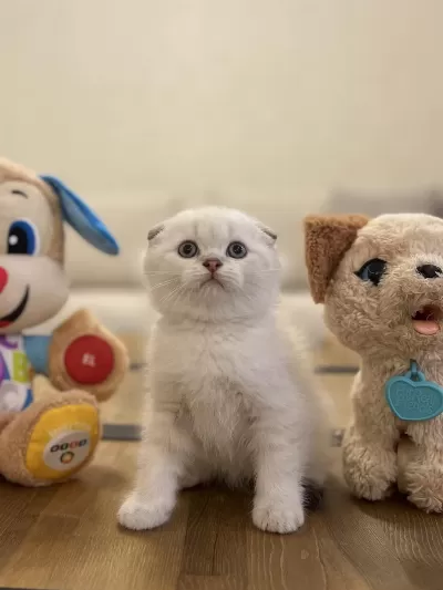 Scottish Fold Sevimli Yavrularim